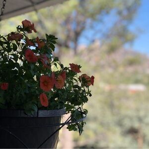 Meet your Posher, Linnea